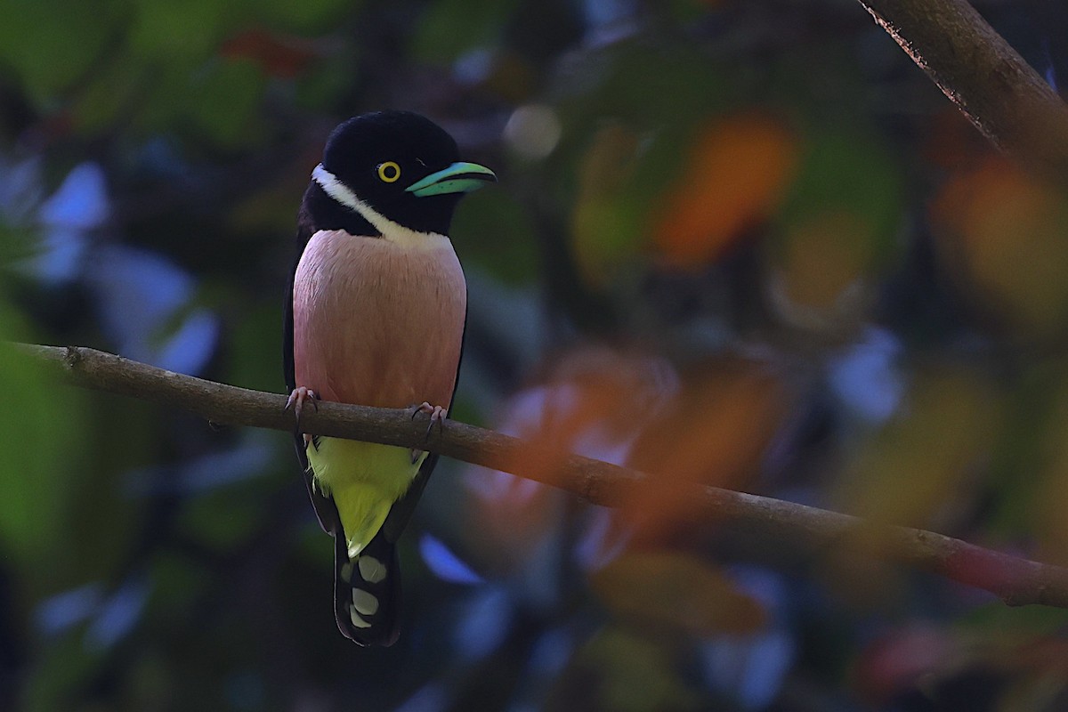 Black-and-yellow Broadbill - ML647545283