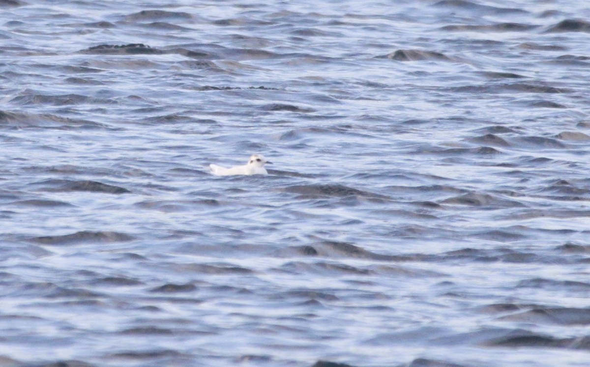Little Gull - ML647545284