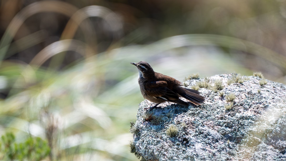 Olrog's Cinclodes - ML647545287