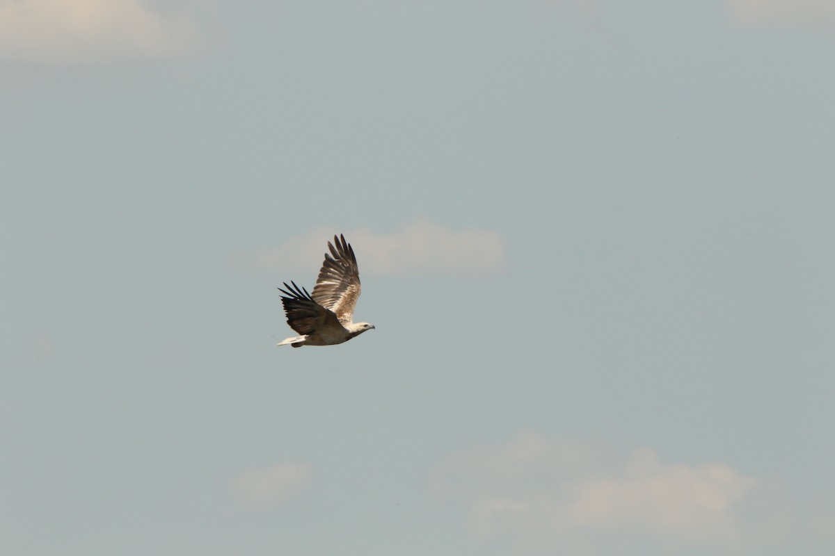 White-bellied Sea-Eagle - ML647545288