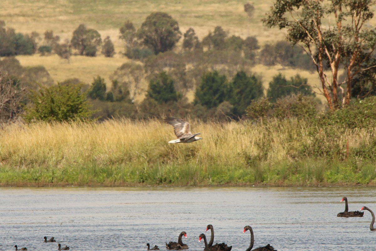 White-bellied Sea-Eagle - ML647545289
