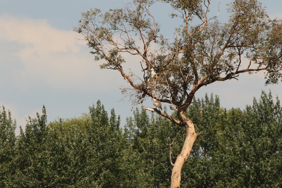 White-bellied Sea-Eagle - ML647545290