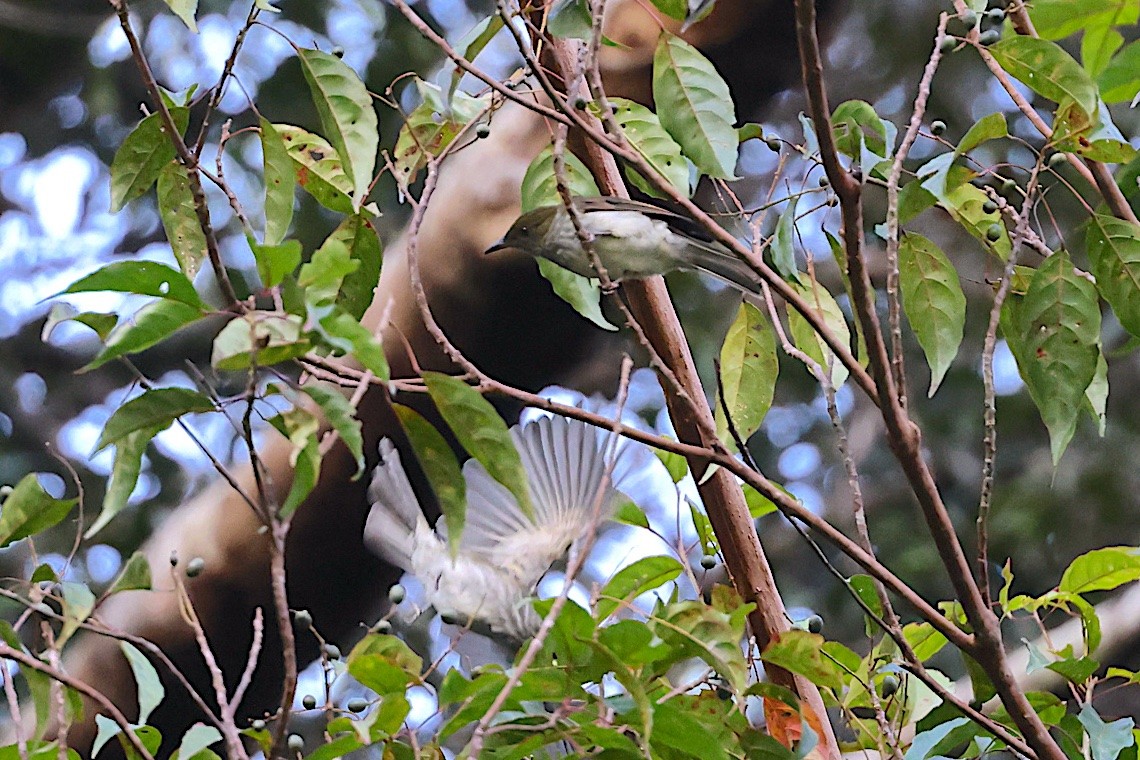 Streaked Bulbul - ML647545291