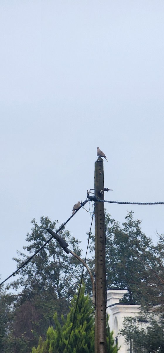 Eurasian Collared-Dove - ML647545292