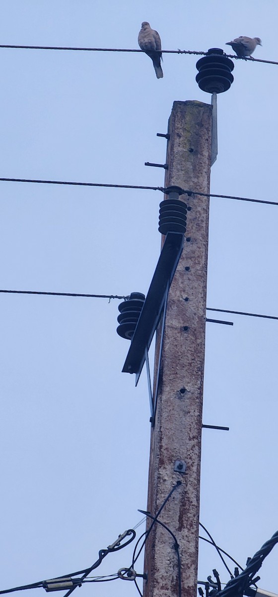 Eurasian Collared-Dove - ML647545293