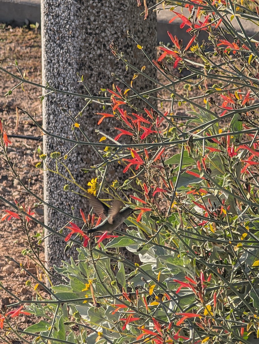 Costa's Hummingbird - ML647545294