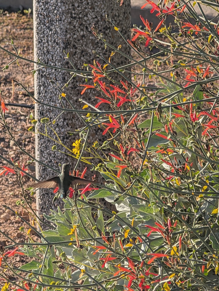 Costa's Hummingbird - ML647545296