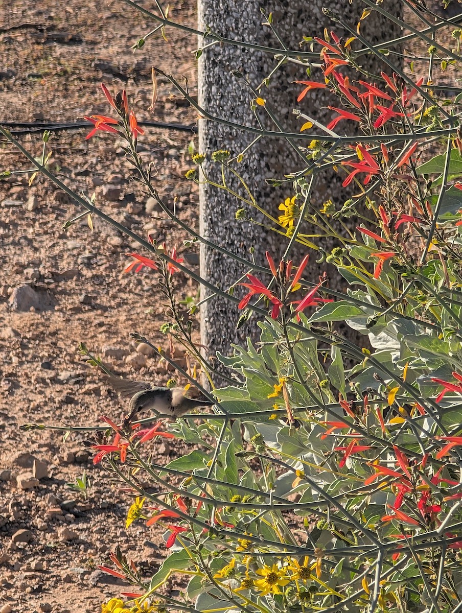 Costa's Hummingbird - ML647545297