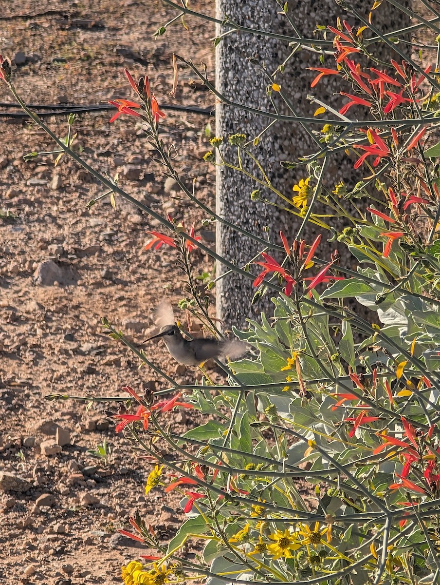 Costa's Hummingbird - ML647545298