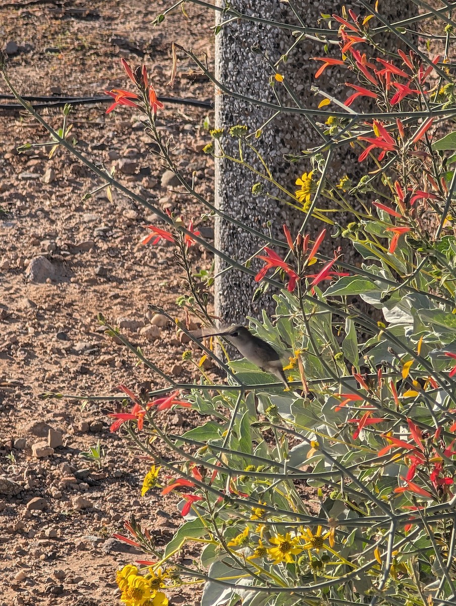 Costa's Hummingbird - ML647545300