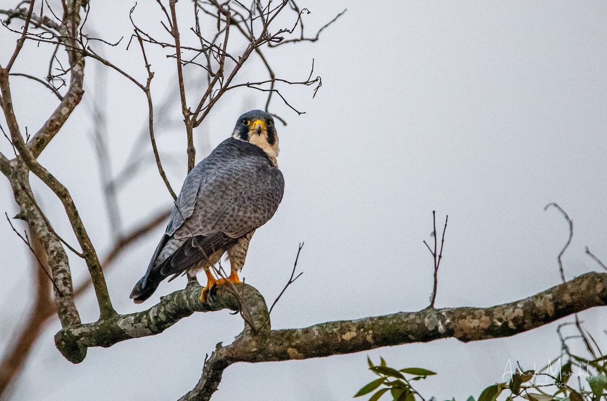 Peregrine Falcon - ML647545301