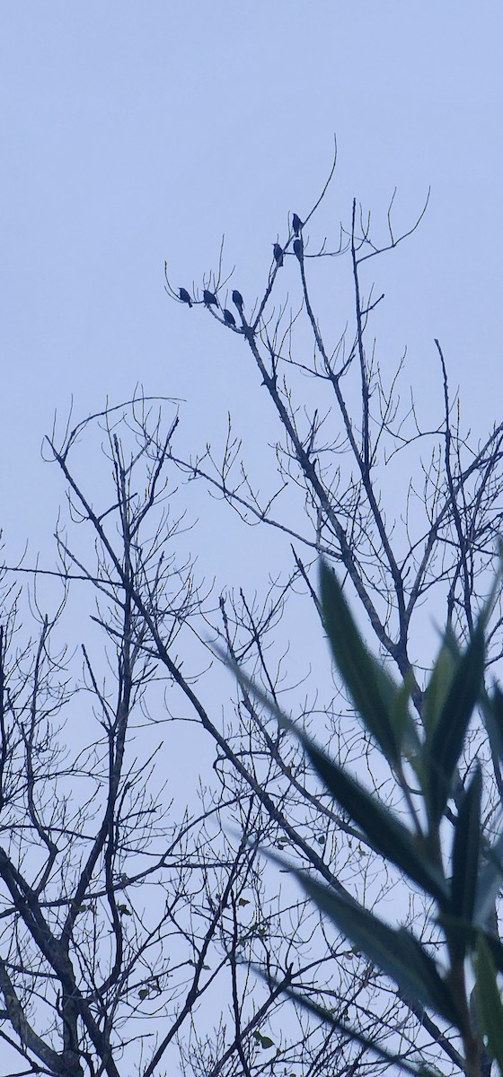 European Starling - ML647545303