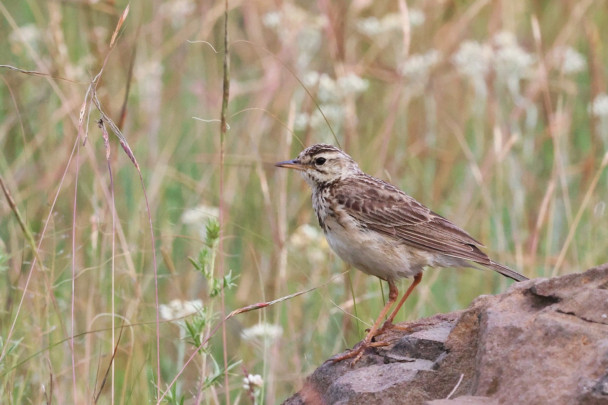 African Pipit - ML647545304
