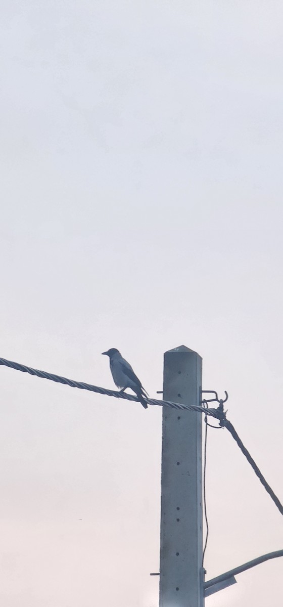 Hooded Crow - ML647545305