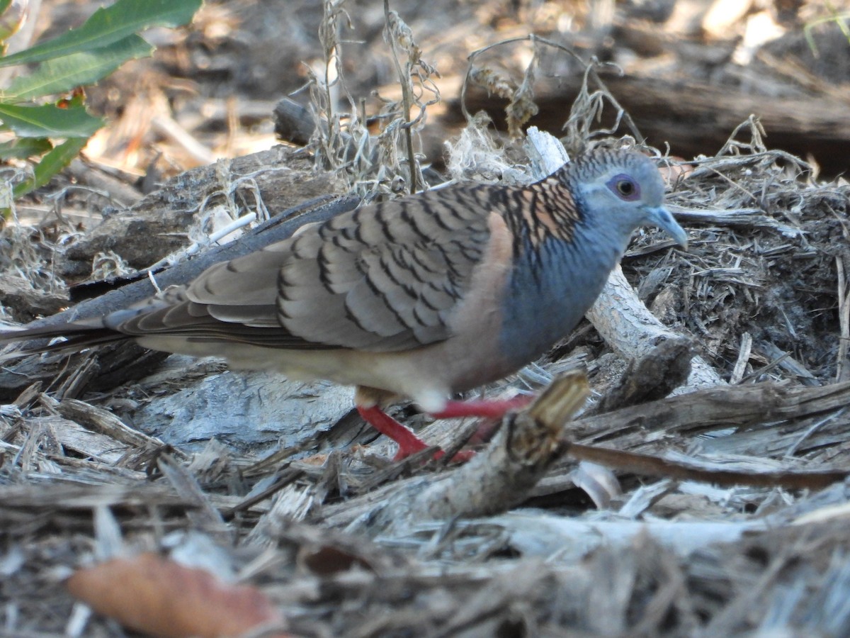 Bar-shouldered Dove - ML647545306