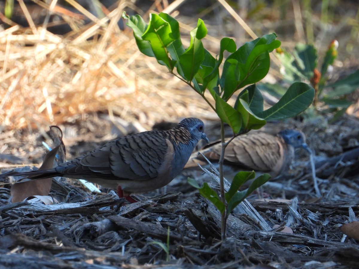 Bar-shouldered Dove - ML647545307