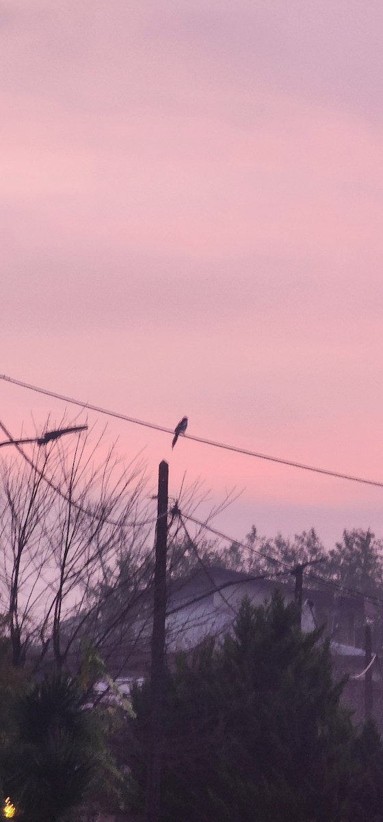 Eurasian Magpie - ML647545308