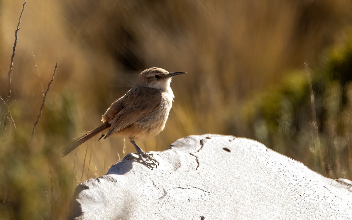 ravinemarkløper - ML647545310