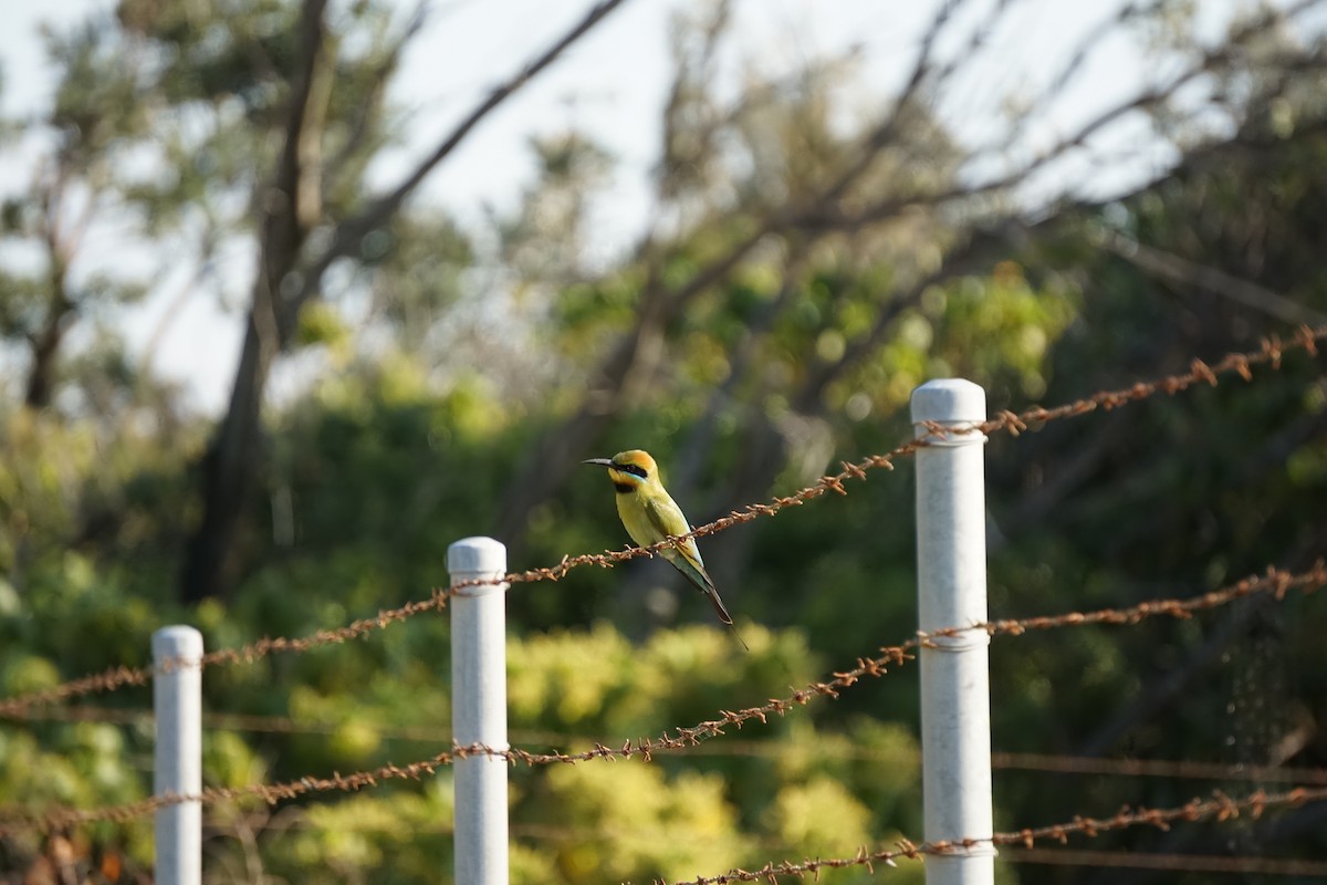 regnbuebieter - ML647545311