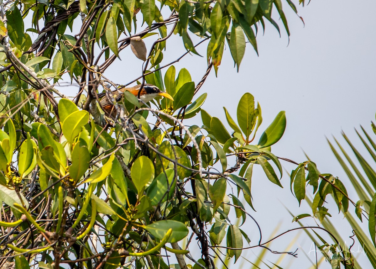 White-browed Scimitar-Babbler - ML647545312
