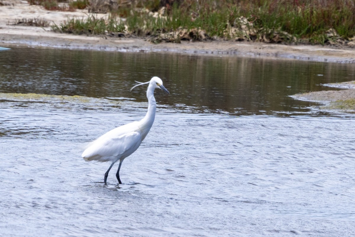 Little Egret - ML647545313
