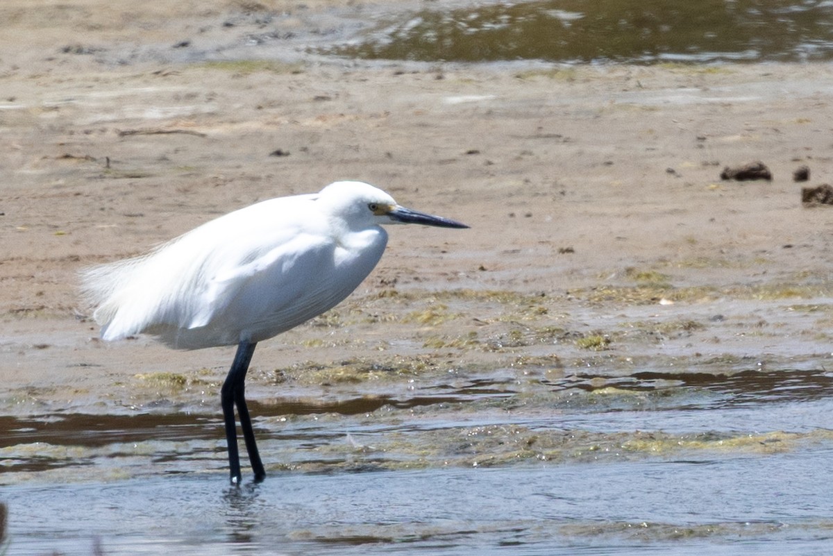 Little Egret - ML647545314