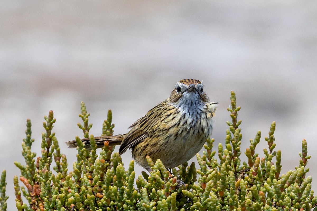Striated Fieldwren - ML647545316