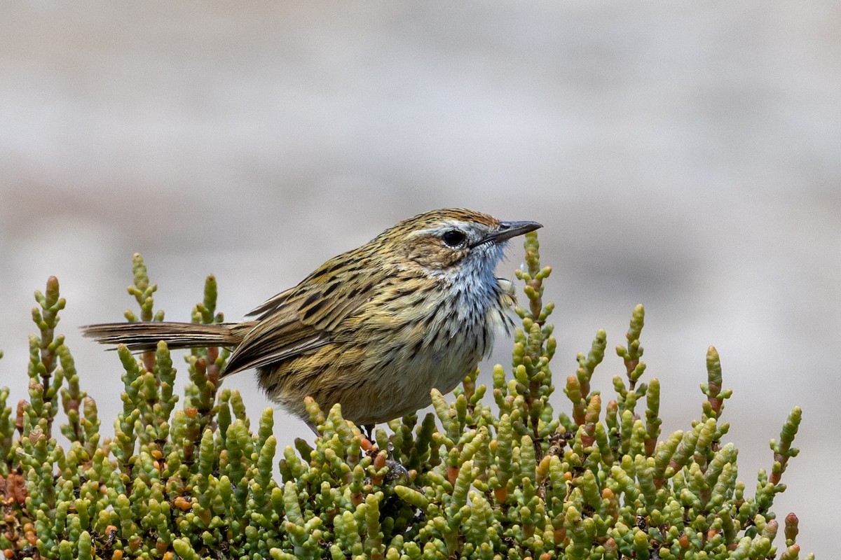 Striated Fieldwren - ML647545317