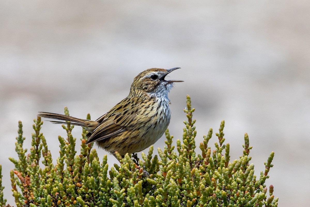 Striated Fieldwren - ML647545318
