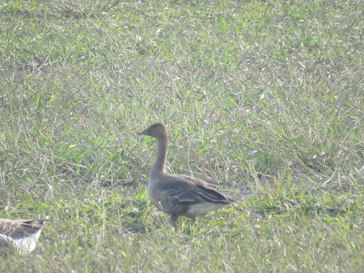 Tundra Bean-Goose - ML647545320