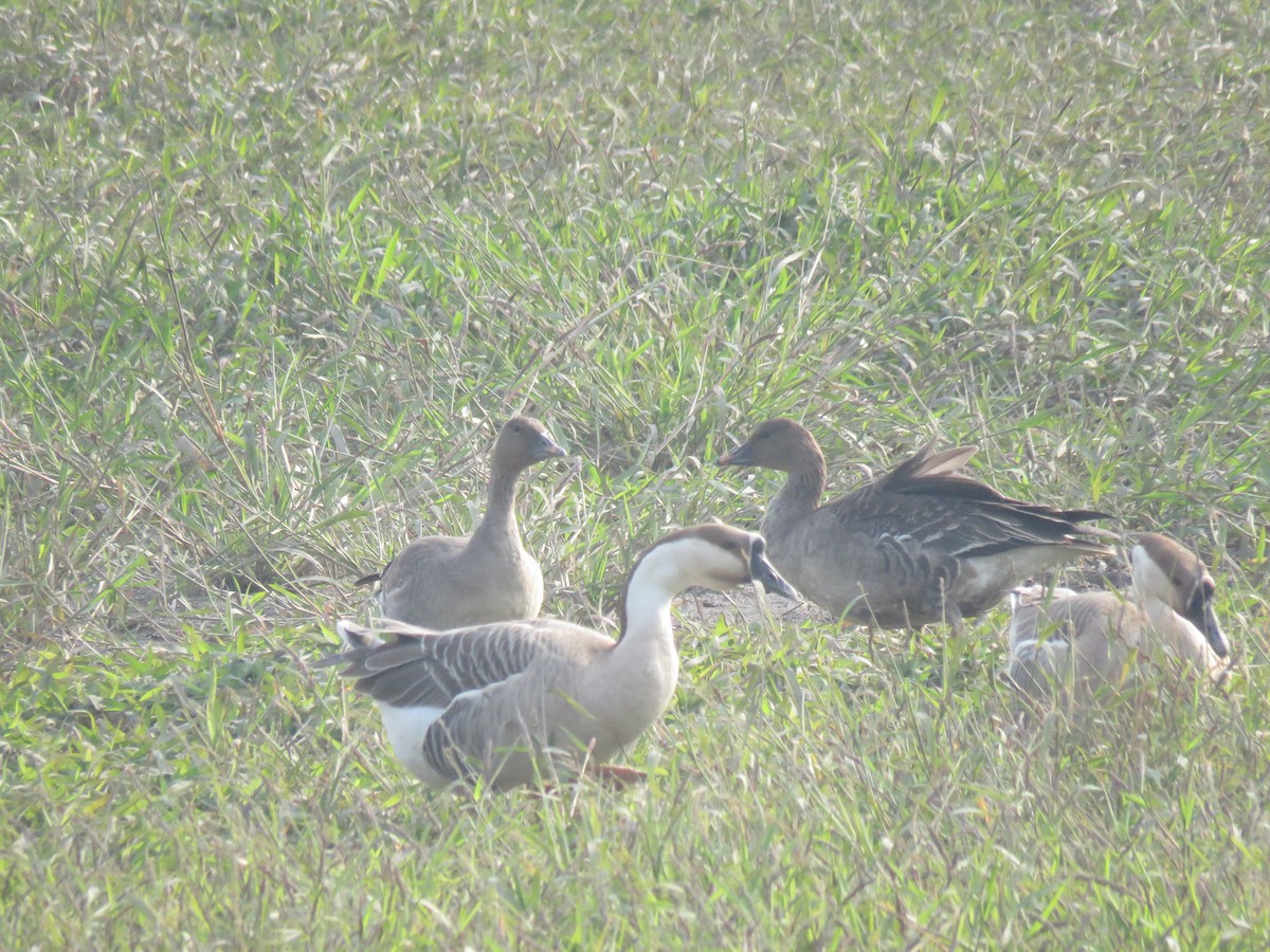 Tundra Bean-Goose - ML647545321