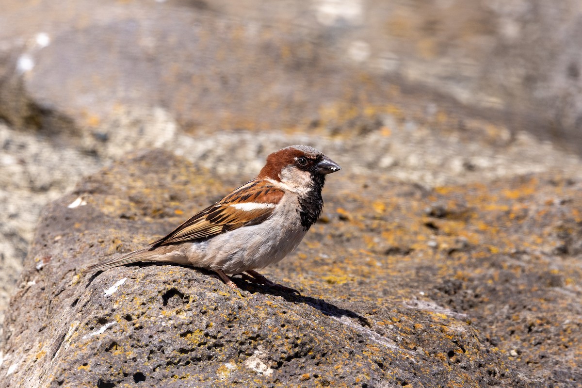 House Sparrow - ML647545322