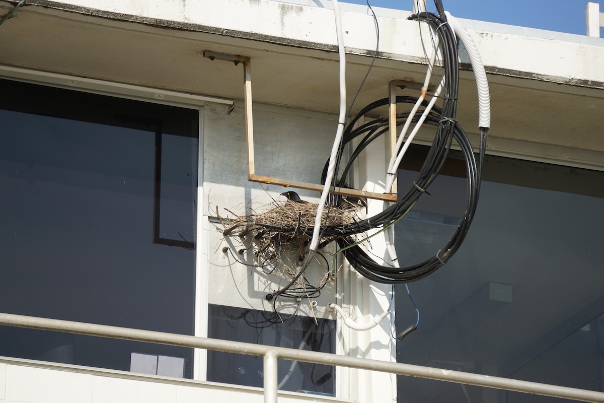 Pied Currawong - ML647545323