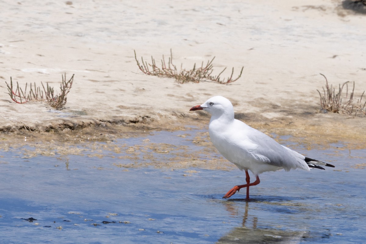 Silver Gull - ML647545324