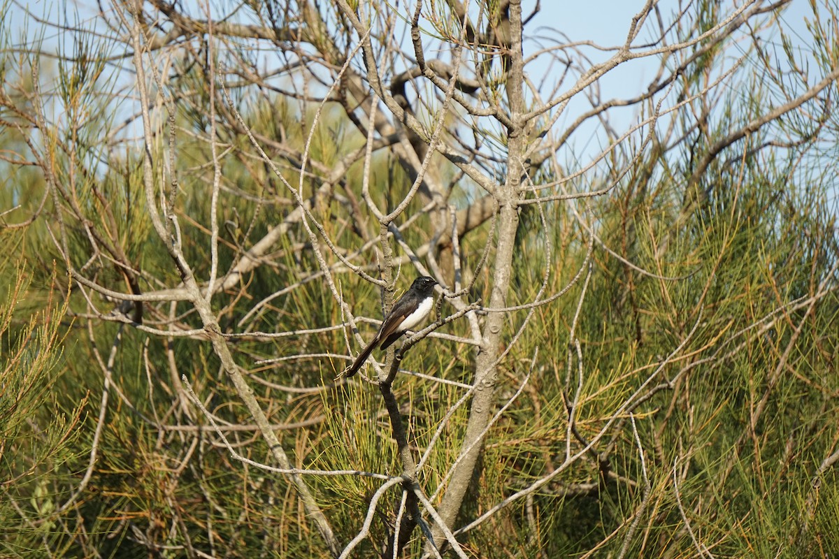 Willie-wagtail - ML647545325