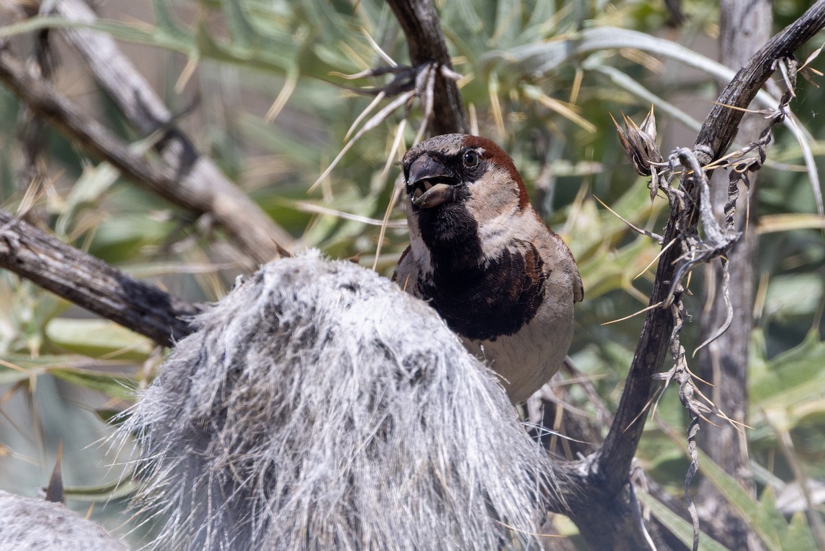 House Sparrow - ML647545326