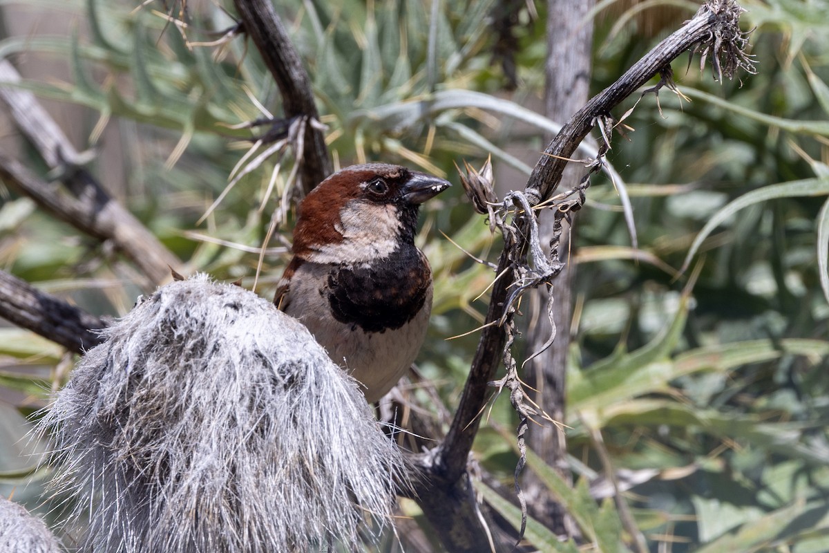 House Sparrow - ML647545327