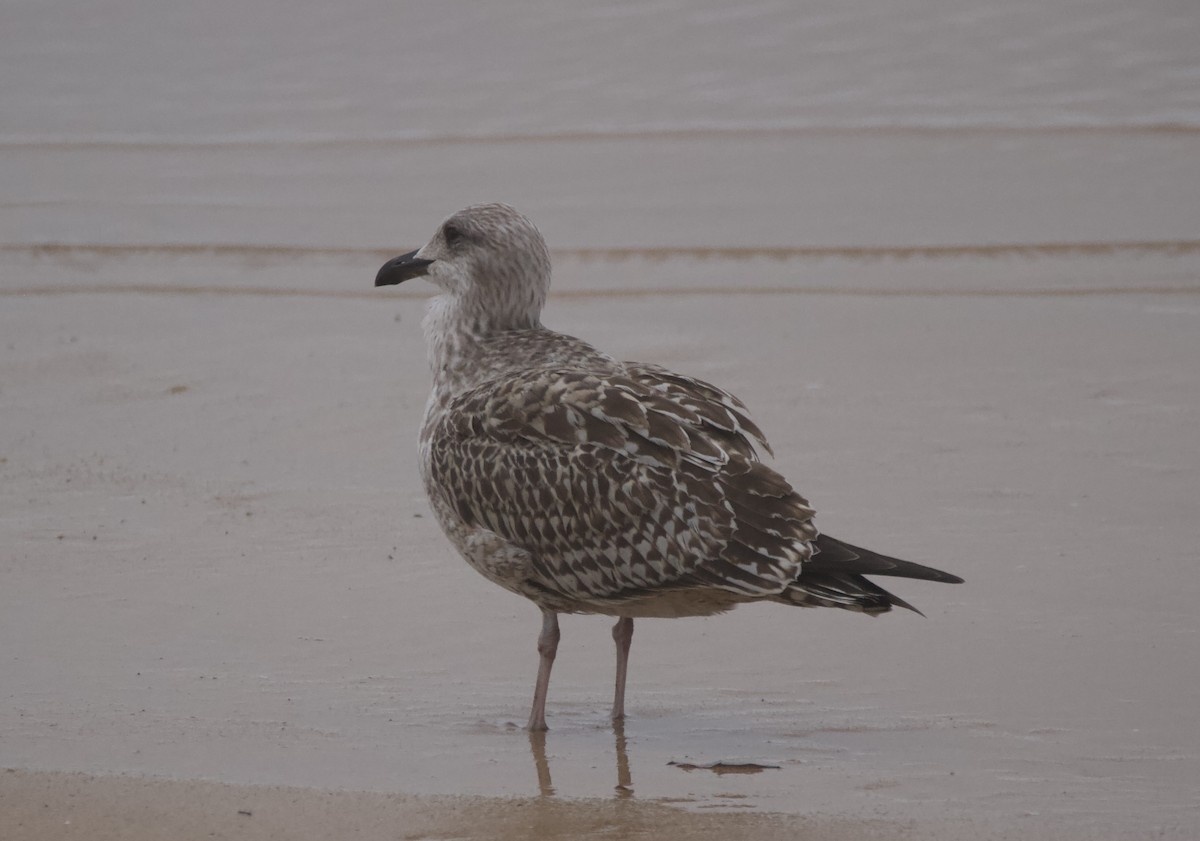 Lesser Black-backed Gull - ML647545328