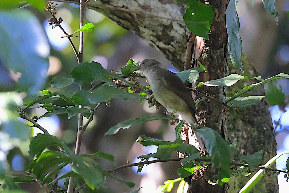 Olive-winged Bulbul - ML647545329