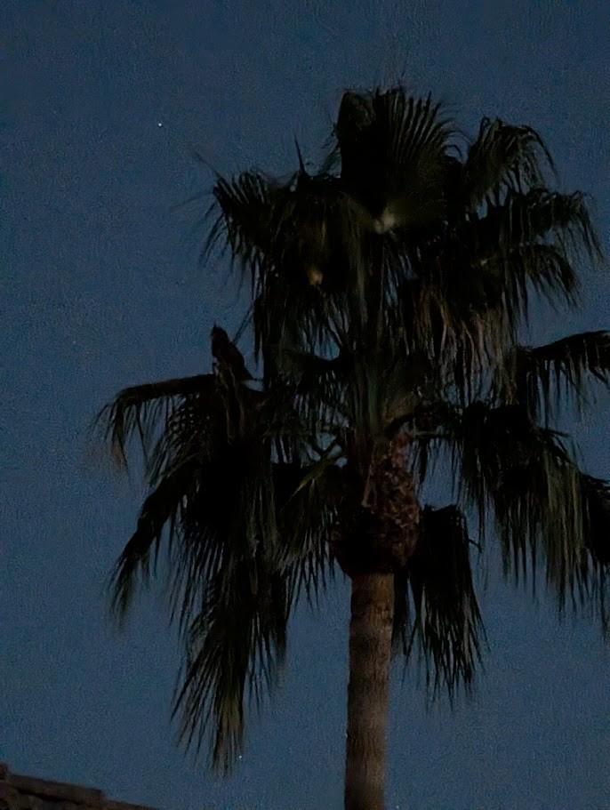 Great Horned Owl - ML647545330