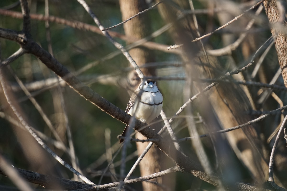 Double-barred Finch - ML647545331