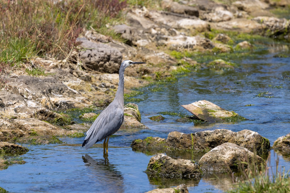 White-faced Heron - ML647545332