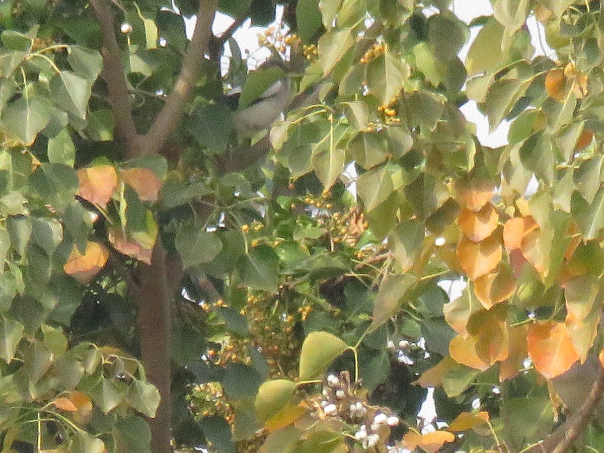 White-shouldered Starling - ML647545334