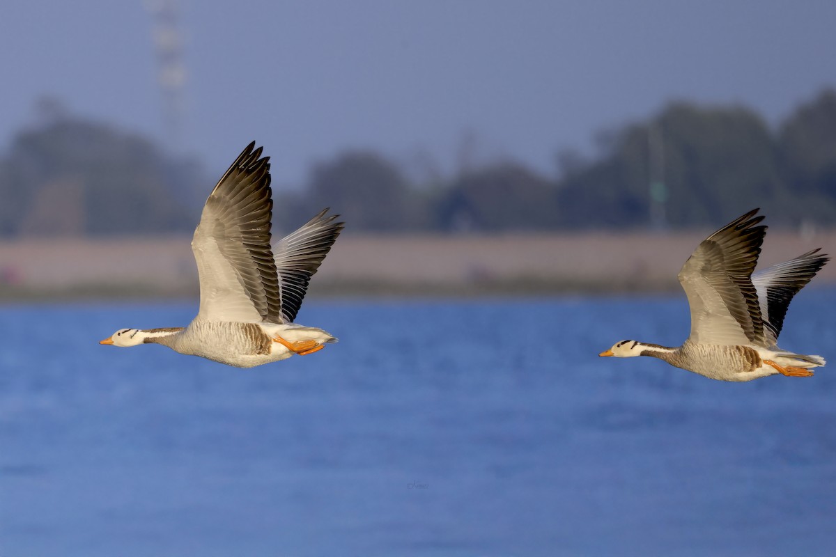 Bar-headed Goose - ML647545335