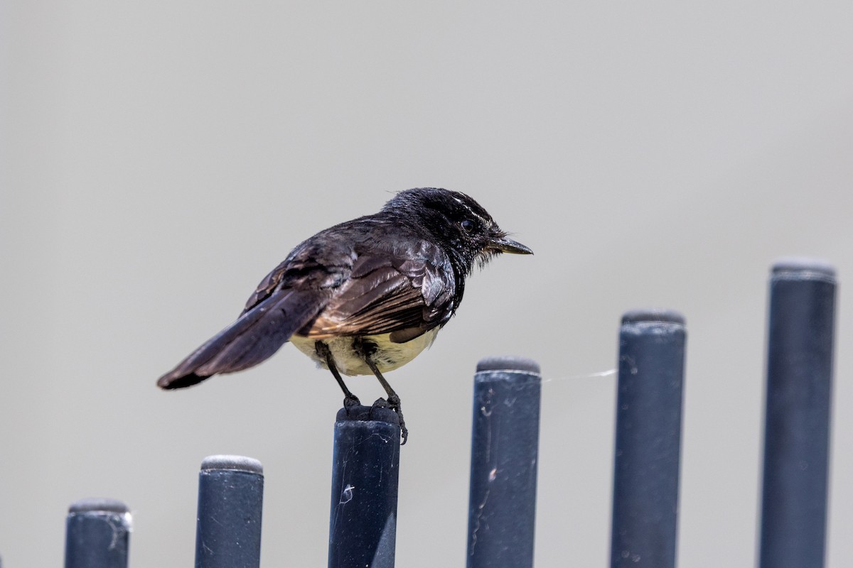 Willie-wagtail - ML647545336