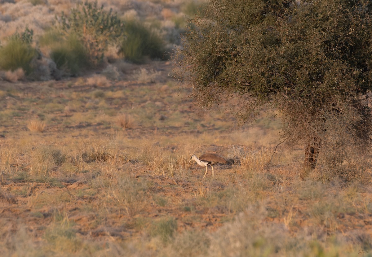 Great Indian Bustard - ML647545337