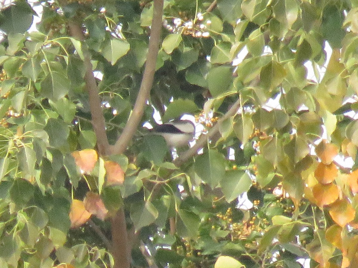 White-shouldered Starling - ML647545338