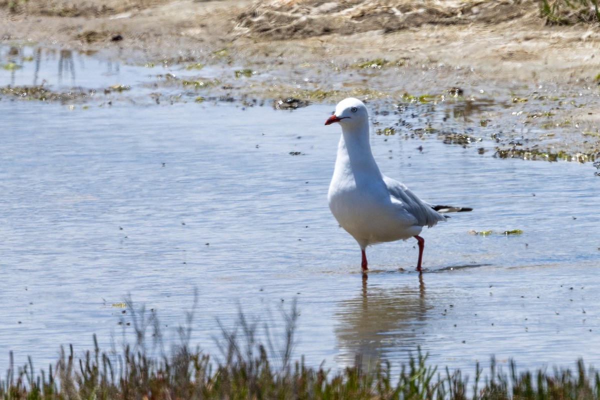 Silver Gull - ML647545339