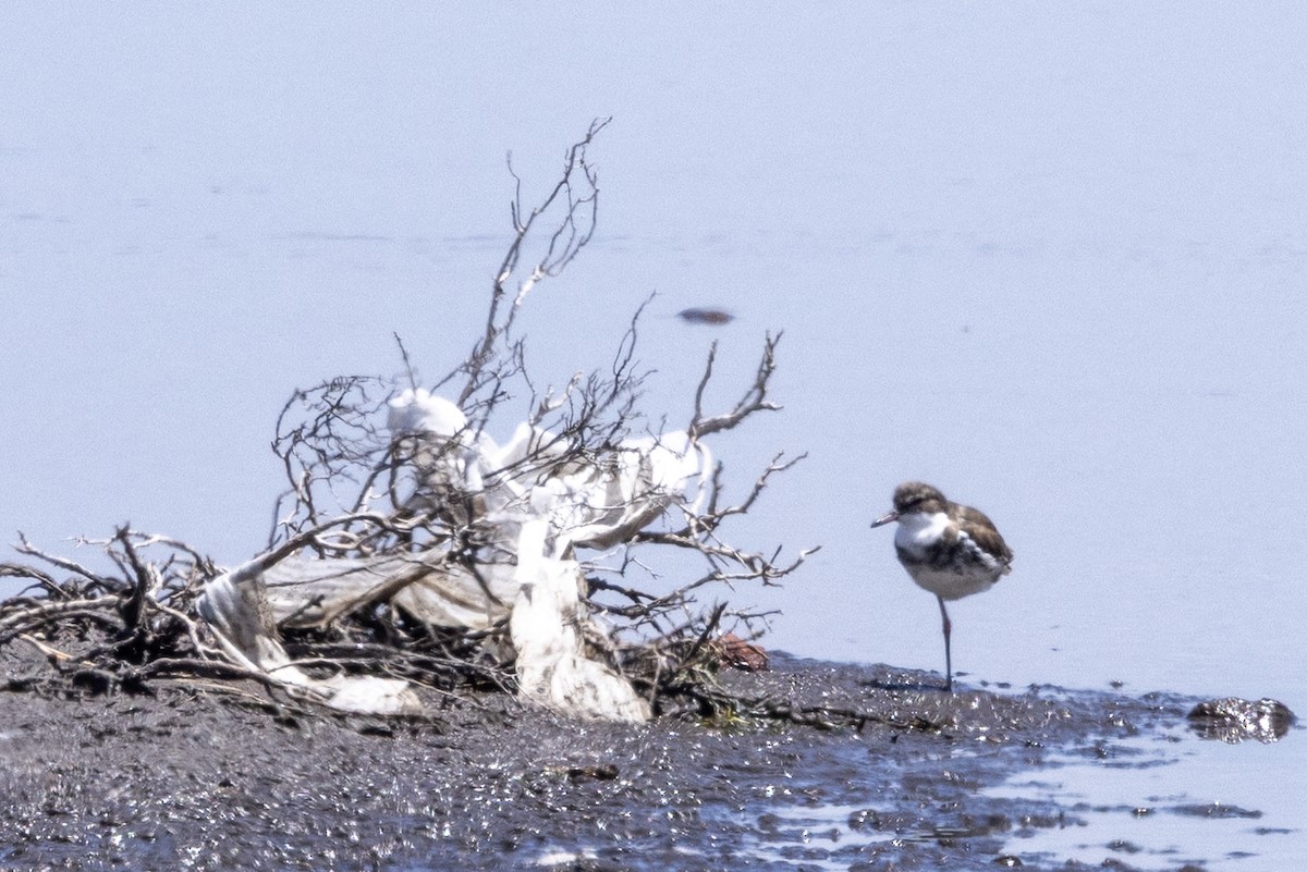 Red-kneed Dotterel - ML647545341