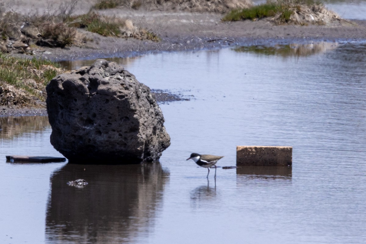 Red-kneed Dotterel - ML647545342